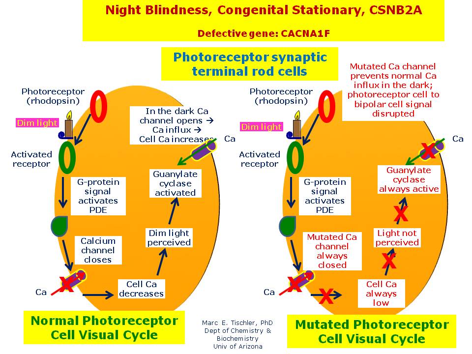 Night Blindness Congenital Stationary Csnb2a Hereditary Ocular Diseases